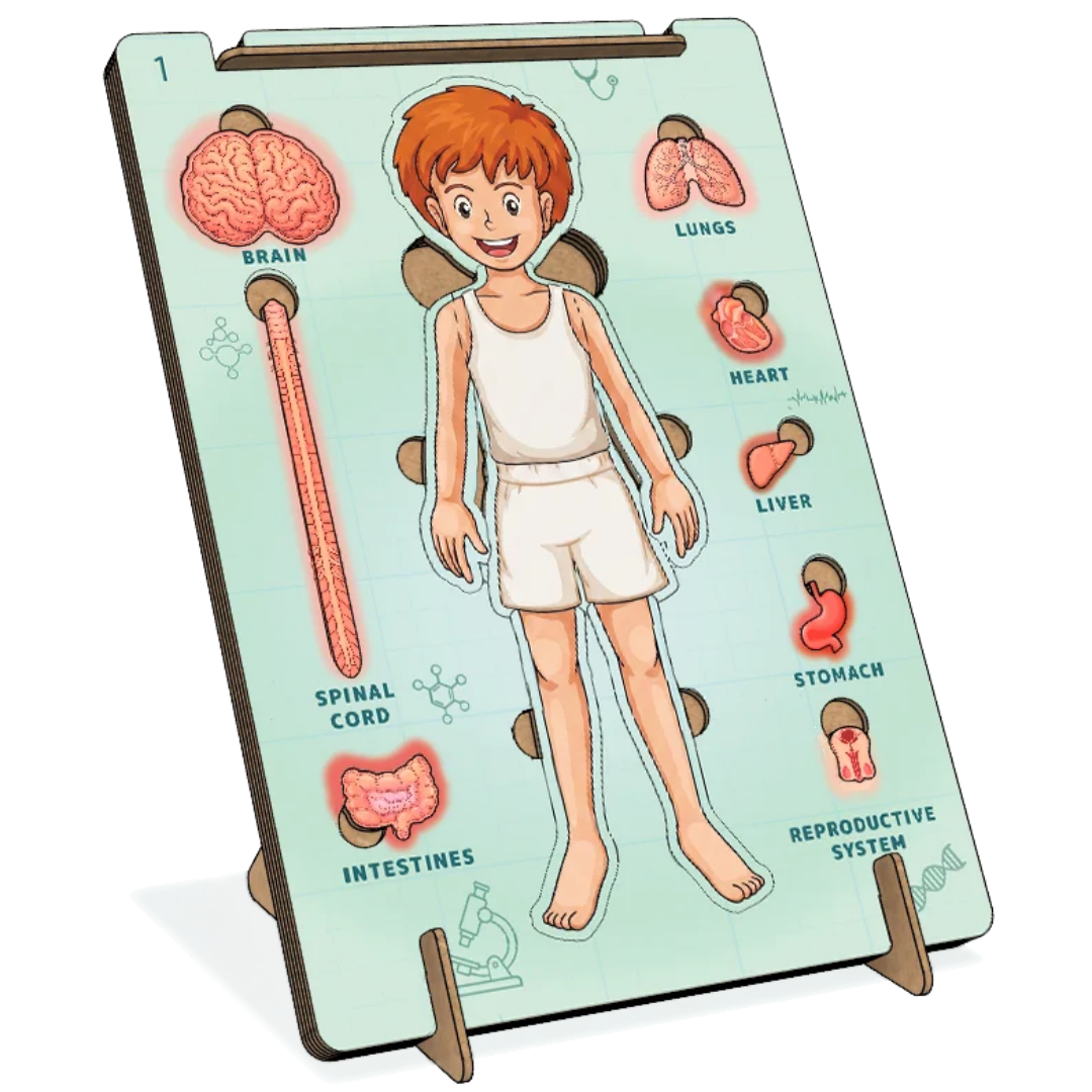 AdventionWiz Human Anatomy Male – DIY Educational STEAM Model Kit for Kids, Human Body Learning Toy, Ages 8 _5