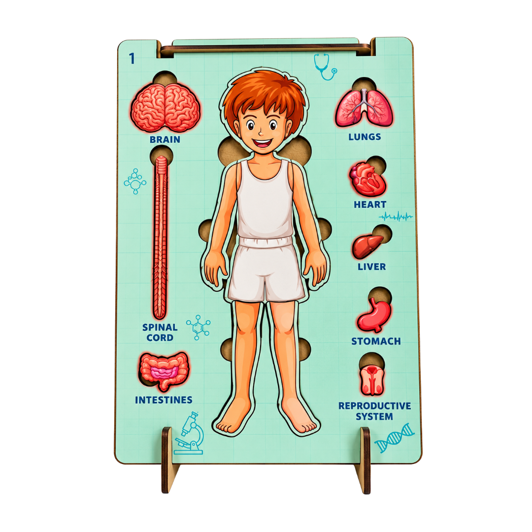 AdventionWiz Human Anatomy Male – DIY Educational STEAM Model Kit for Kids, Human Body Learning Toy, Ages 8 _4