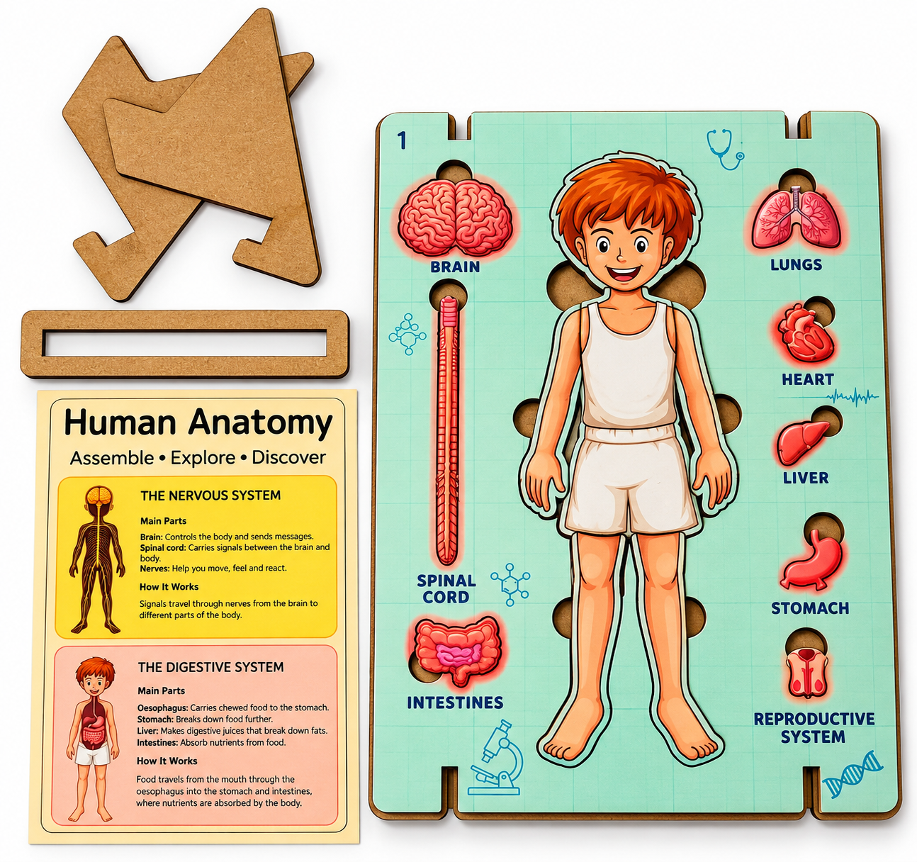 AdventionWiz Human Anatomy Male – DIY Educational STEAM Model Kit for Kids, Human Body Learning Toy, Ages 8 _7