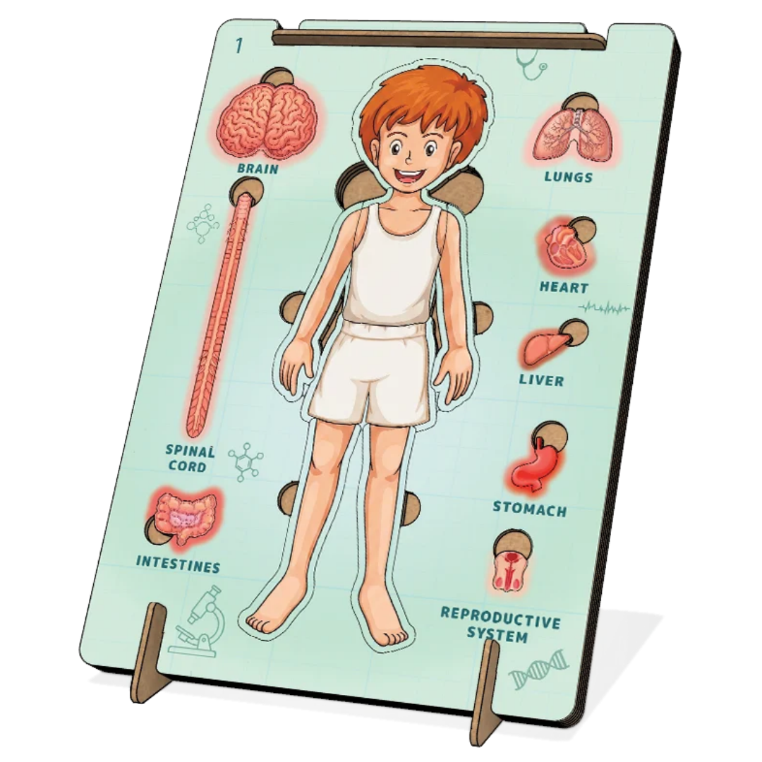AdventionWiz Human Anatomy Male – DIY Educational STEAM Model Kit for Kids, Human Body Learning Toy, Ages 8 _3