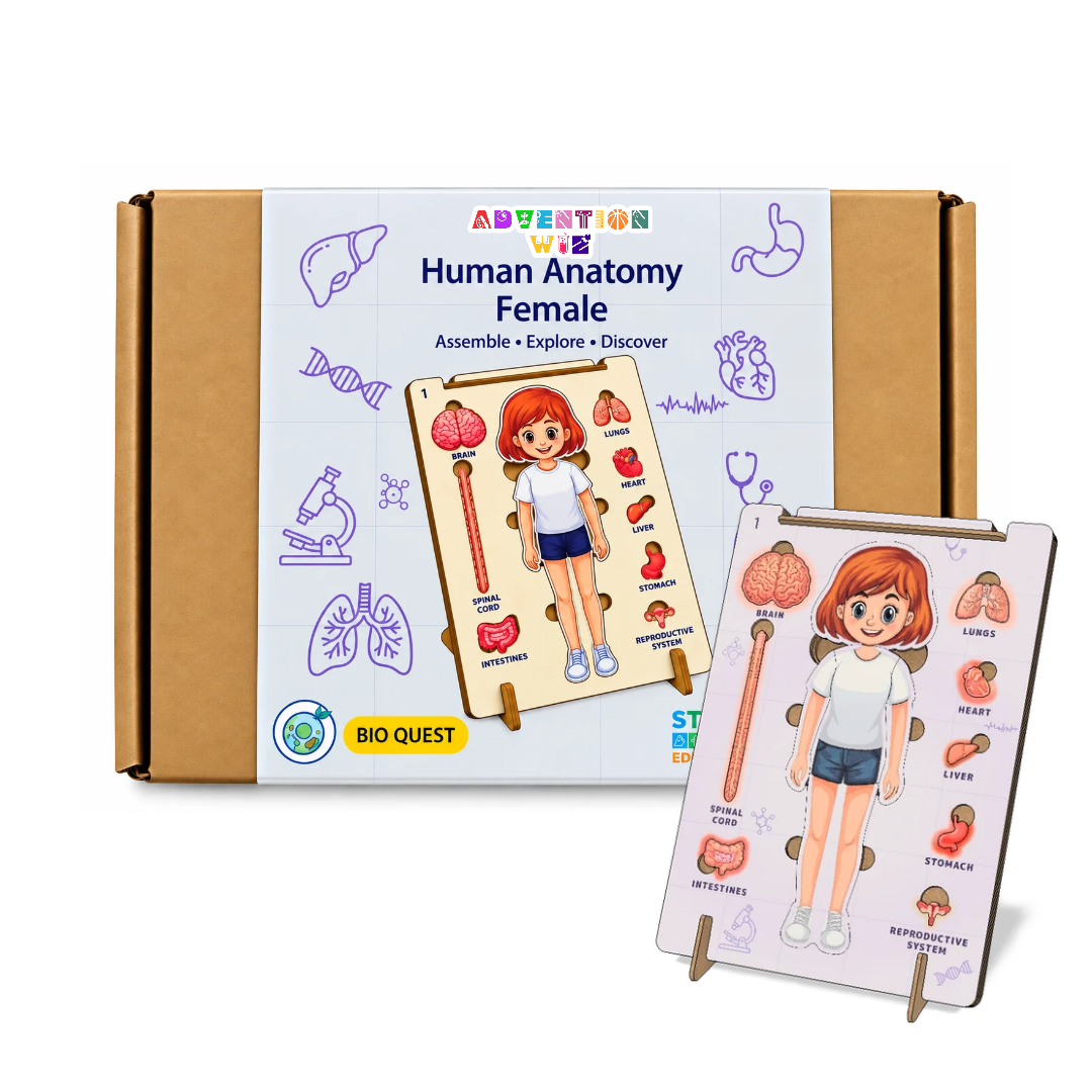 AdventionWiz Human Anatomy Female Educational STEAM Model Kit for Kids, Hands-On Human Body Learning Toy, Ages 8 _6