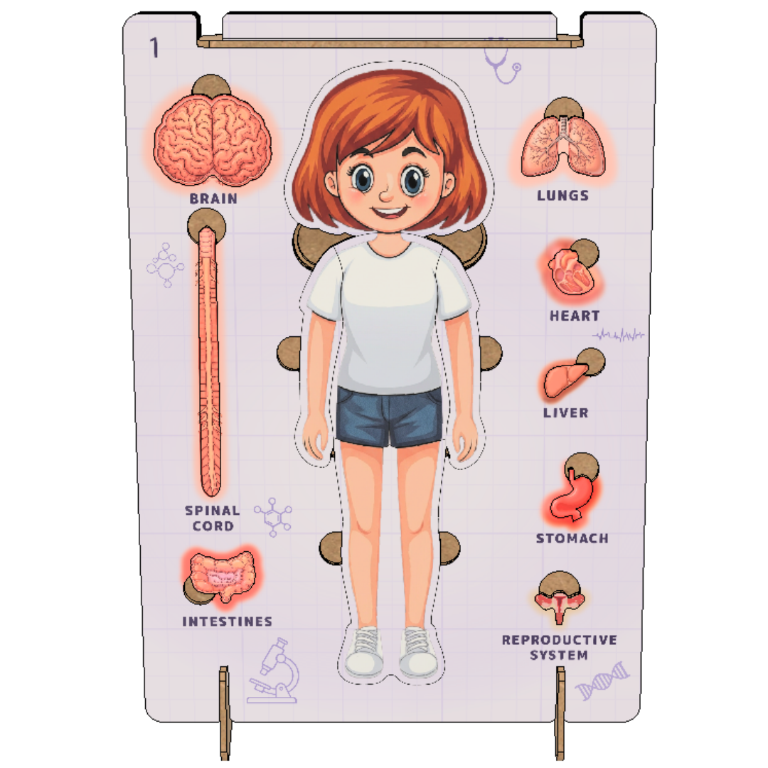 AdventionWiz Human Anatomy Female Educational STEAM Model Kit for Kids, Hands-On Human Body Learning Toy, Ages 8 _4