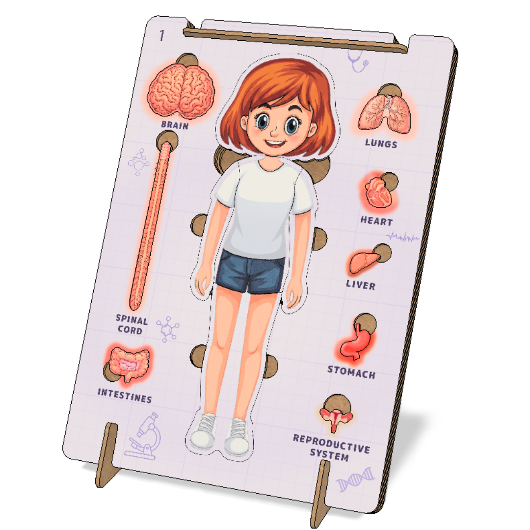 AdventionWiz Human Anatomy Female Educational STEAM Model Kit for Kids, Hands-On Human Body Learning Toy, Ages 8 _3