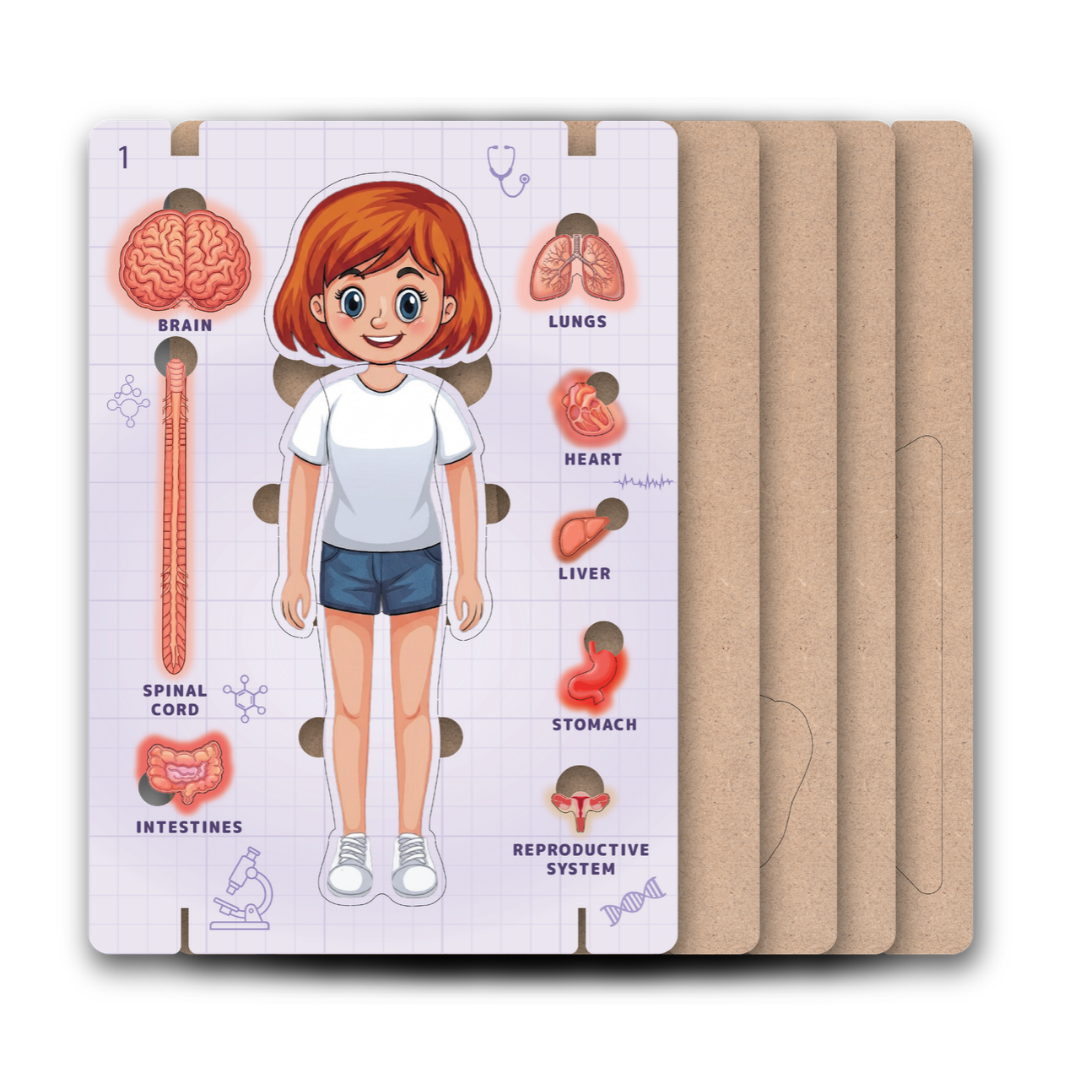 AdventionWiz Human Anatomy Female Educational STEAM Model Kit for Kids, Hands-On Human Body Learning Toy, Ages 8 _5